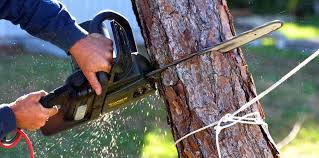 Best Commercial Tree Services  in Southwest Greensburg, PA