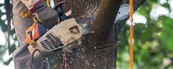 Best Storm Damage Tree Cleanup  in Southwest Greensburg, PA