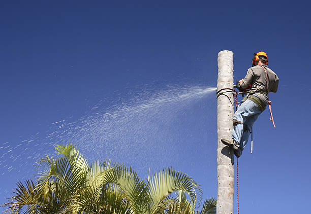 Best Palm Tree Trimming  in Southwest Greensburg, PA