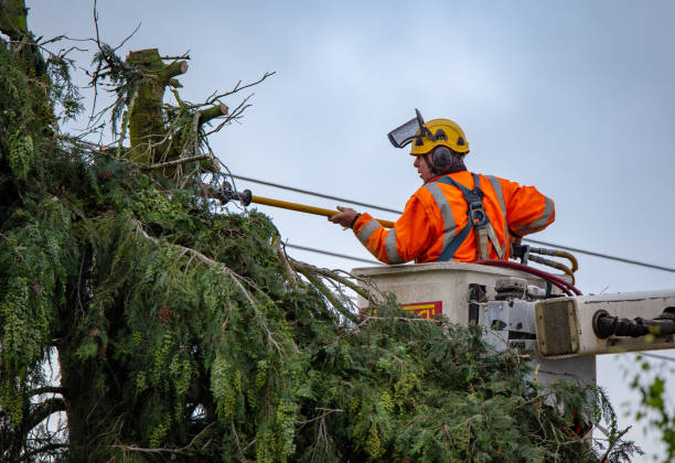 Best Hazardous Tree Removal  in Southwest Greensburg, PA