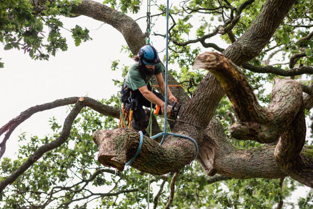 Best Firewood Processing and Delivery  in Southwest Greensburg, PA