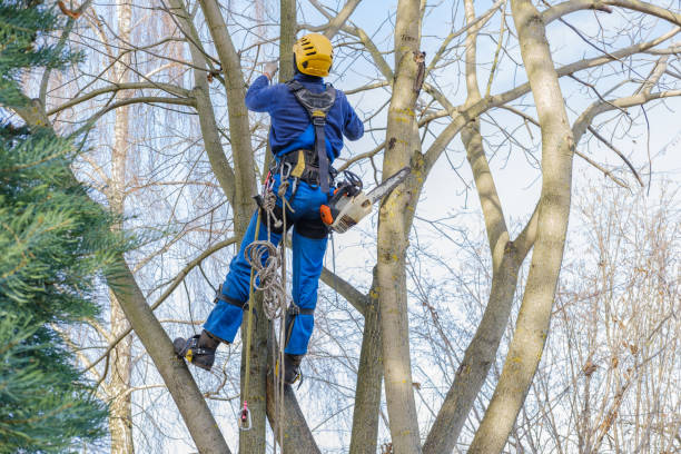 How Our Tree Care Process Works  in  Southwest Greensburg, PA