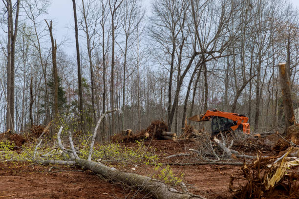 Best Lot and Land Clearing  in Southwest Greensburg, PA