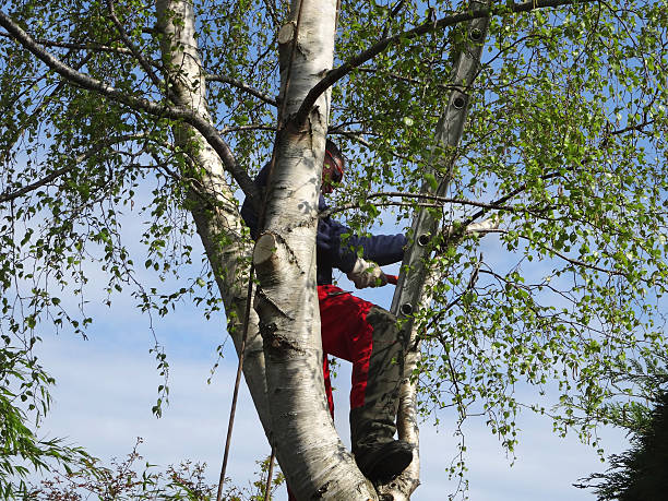 Best Storm Damage Tree Cleanup  in Southwest Greensburg, PA