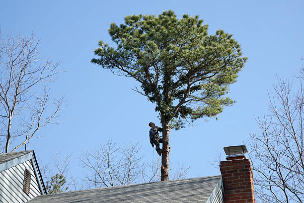 Best Root Management and Removal  in Southwest Greensburg, PA