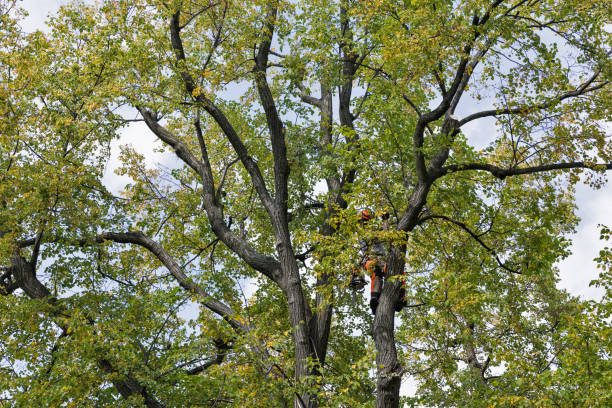 Best Leaf Removal  in Southwest Greensburg, PA